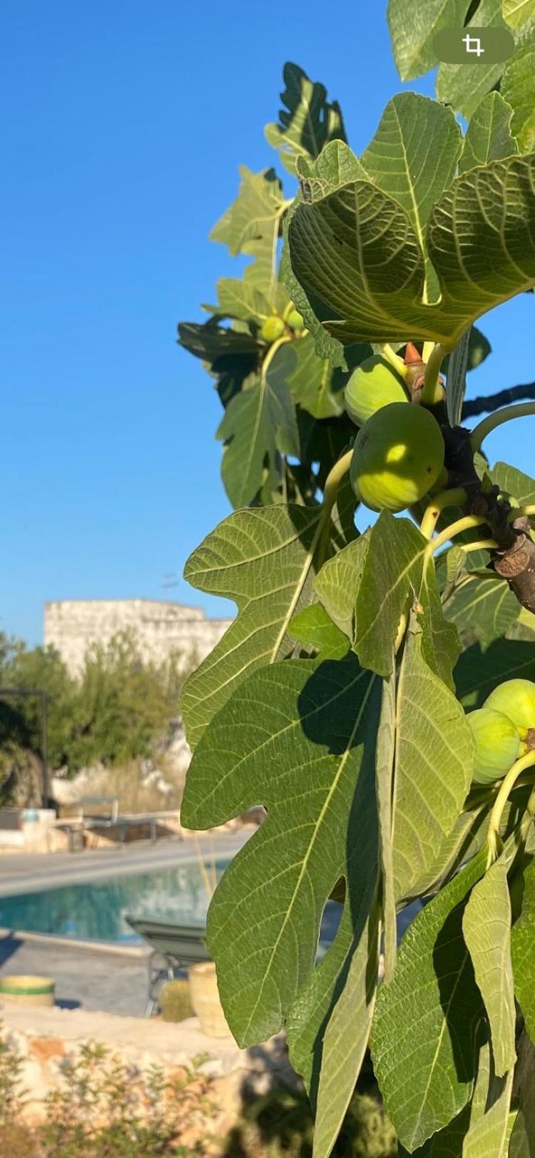 Masseria Serafino 오스투니 외부 사진